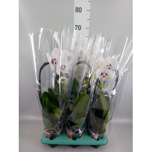 Phalaenopsis   ...