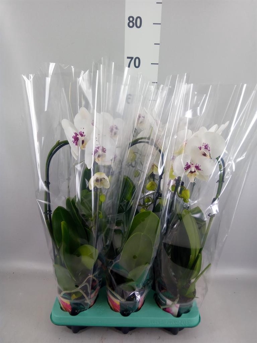 <h4>Phalaenopsis   ...</h4>