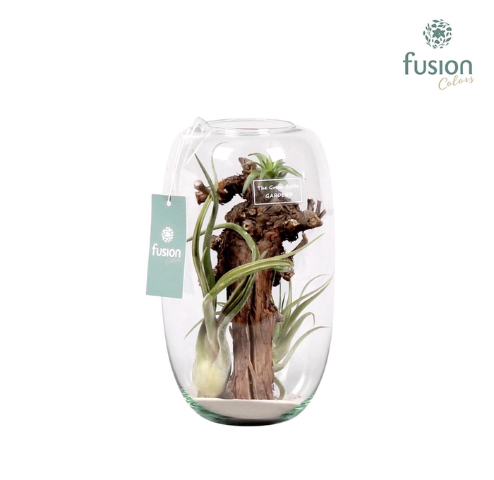 <h4>Green Bottle Isabella medium met air tillandsia</h4>
