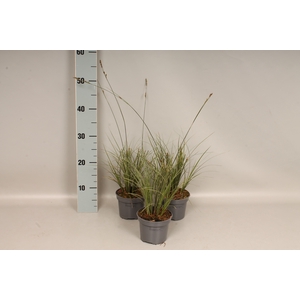 Overig 12 cm Carex brunnea Variegata