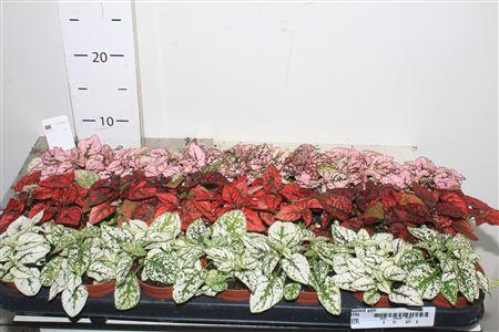 <h4>Hypoest Gem</h4>