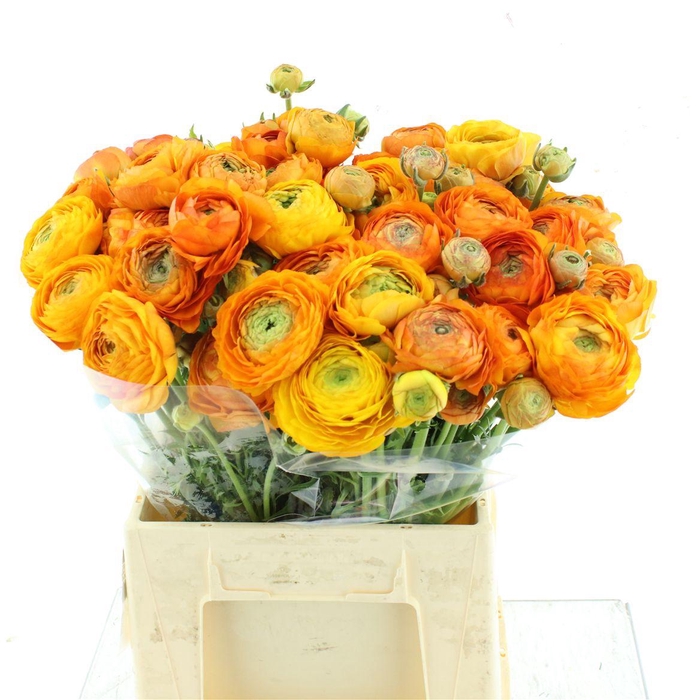 <h4>Ran Aazur Orange N L</h4>