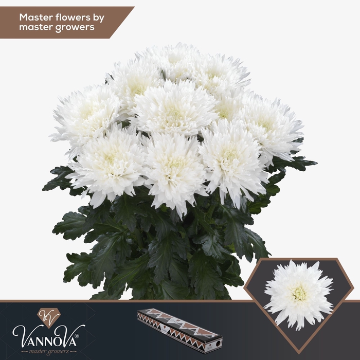 <h4>Chrysanten Chr G Undercover</h4>
