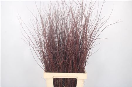 <h4>Spirea Snowmountain Per Bunch</h4>