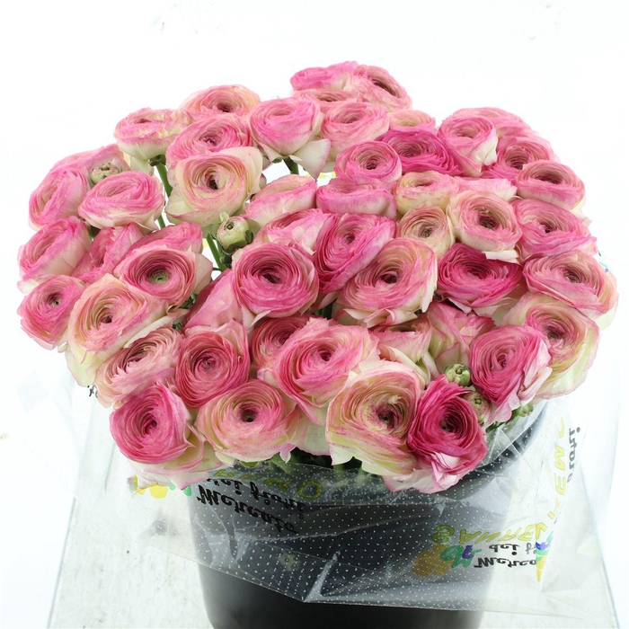 <h4>Ran Su Sr Felicidade White Pink Super</h4>