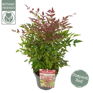 Nandina domestica Obsessed