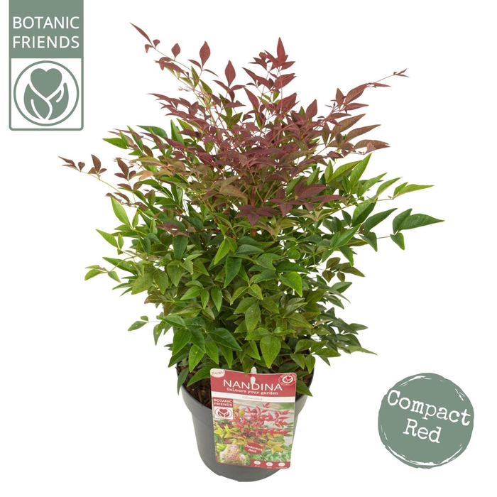 <h4>Nandina domestica Obsessed</h4>