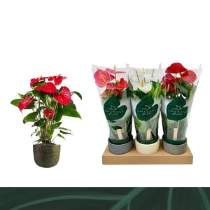 Anthurium Andreanum Grp gemengd 3 kleuren