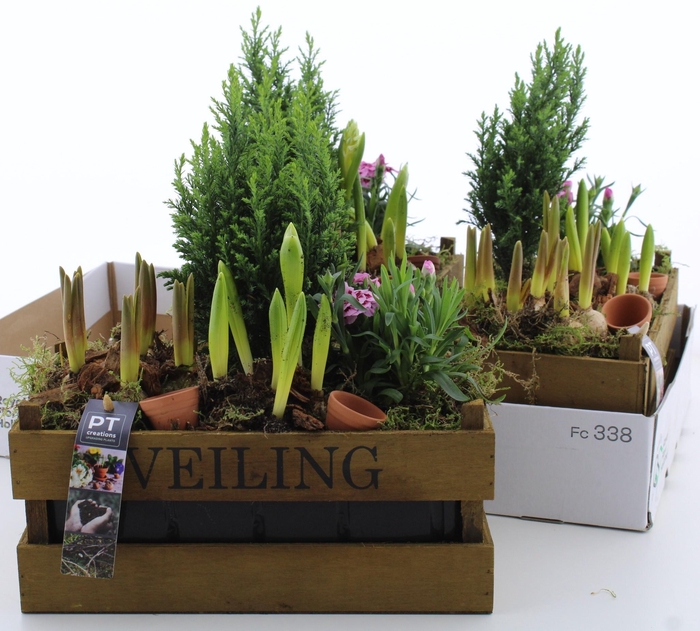 <h4>ARR PL IN SCHAAL</h4>