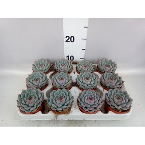 Echeveria   ...