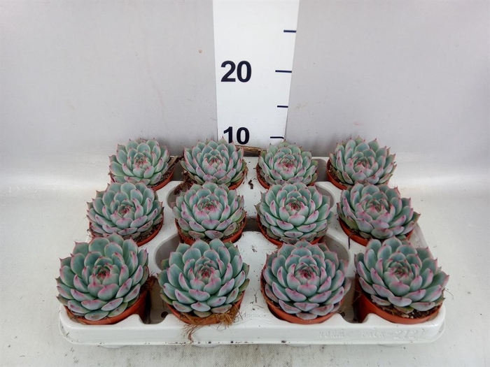 <h4>Echeveria   ...</h4>