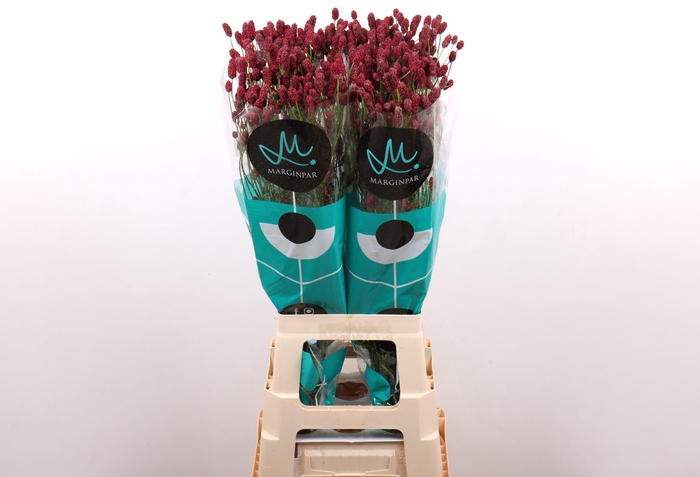 <h4>SANG OF RED DREAM</h4>