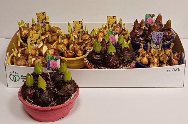 <h4>Bolbloemen gemengd</h4>