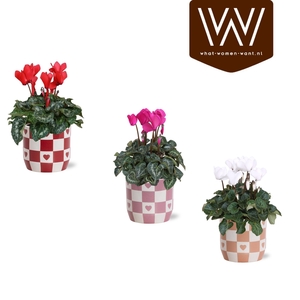 Collectie 'Sympathetic Moods' Cyclamen in Keramiek Rosie