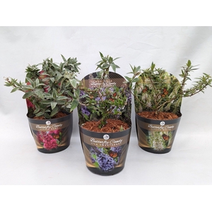 Buddleja 'Butterfly Candy' Mix 17 cm in potcover