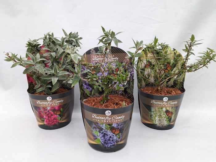 <h4>Buddleja 'Butterfly Candy' Mix 17 cm in potcover</h4>