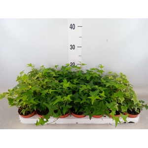 Hedera   ...mix