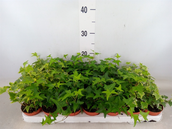 <h4>Hedera   ...mix</h4>