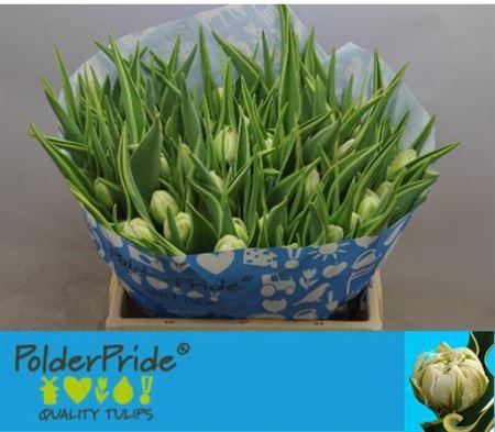 <h4>Tu Du The Edge</h4>