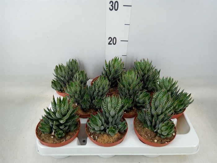 <h4>Haworthia   ...</h4>