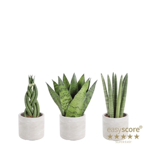 Raw Grey Creation 9cm