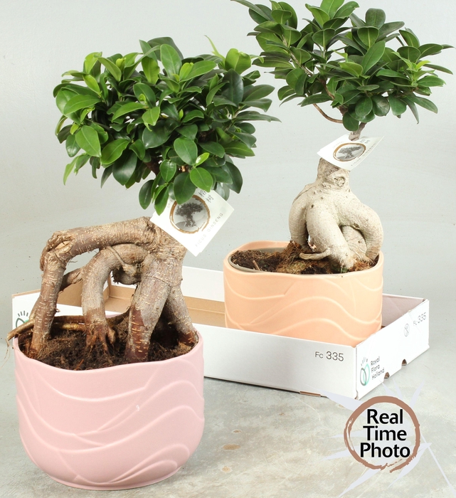 <h4>FIC MI GINSENG</h4>