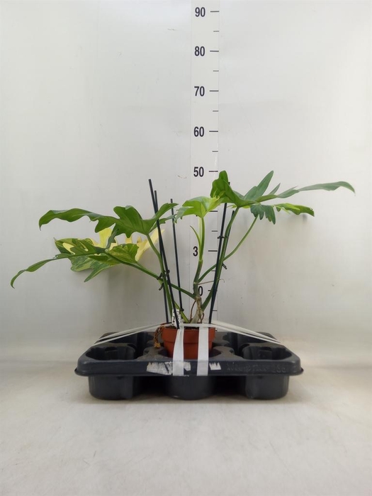 <h4>Philodendron   ...</h4>