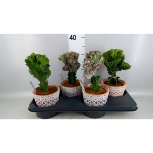 Euphorbia lactea 'Cristata'