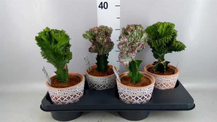 <h4>Euphorbia lactea 'Cristata'</h4>