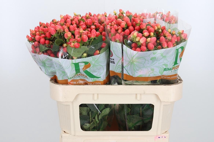 <h4>Hyp Mag Roy Princess</h4>