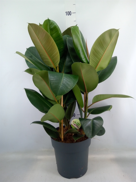 <h4>Ficus elastica 'Robusta'</h4>