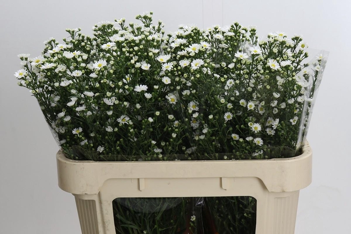 <h4>Aster Paquita</h4>