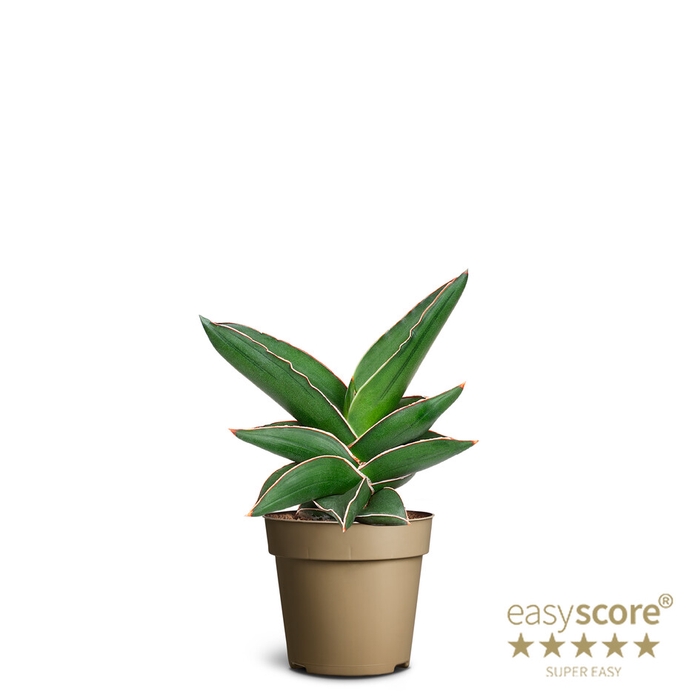 SANSEVIERIA EHRENBERGII P9 SAMURAI