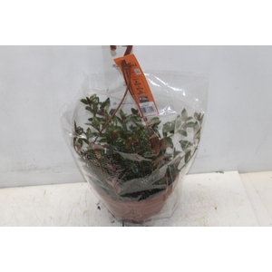 COLUMNEA PEIXINHO C21