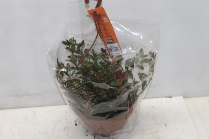 <h4>COLUMNEA PEIXINHO C21</h4>