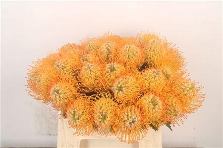 <h4>Leuco Co Jelena</h4>