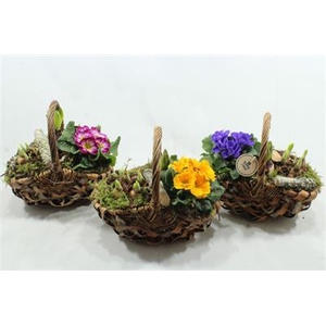 3818 TASMAND TUINTJE