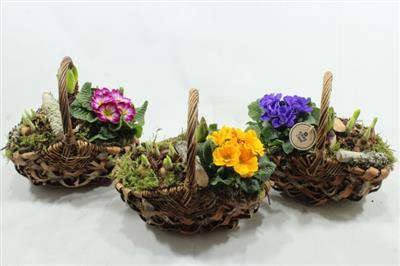 <h4>3818 TASMAND TUINTJE</h4>