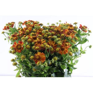 Helenium Orange Beauty