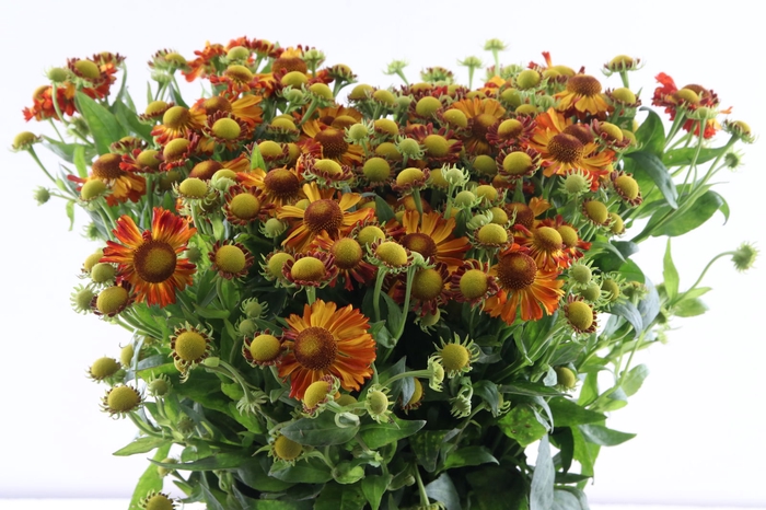 <h4>Helenium Orange Beauty</h4>