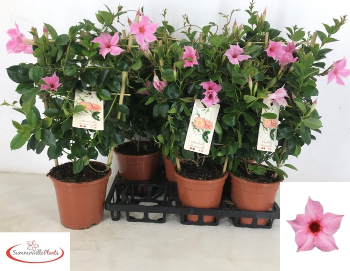 <h4>MANDE SUN CR PINK</h4>