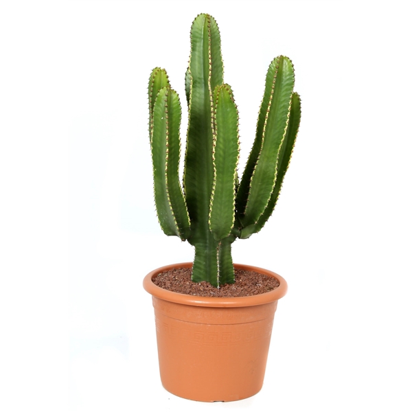 <h4>Euphorbia erytrea canarias 30 cm</h4>