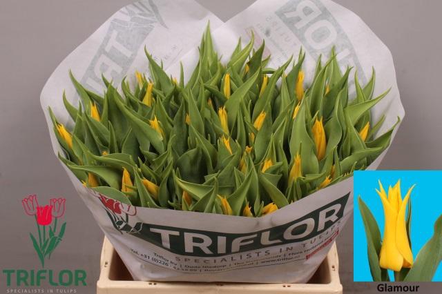 <h4>TU LI GLAMOUR</h4>