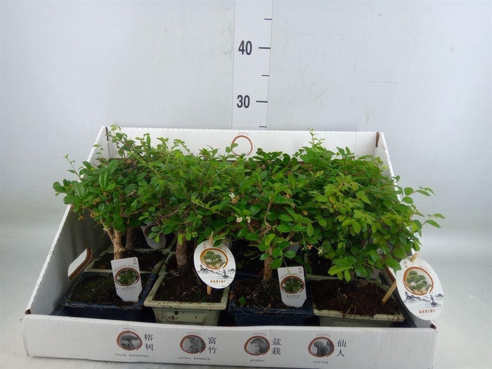 <h4>Bonsai   ...mix</h4>