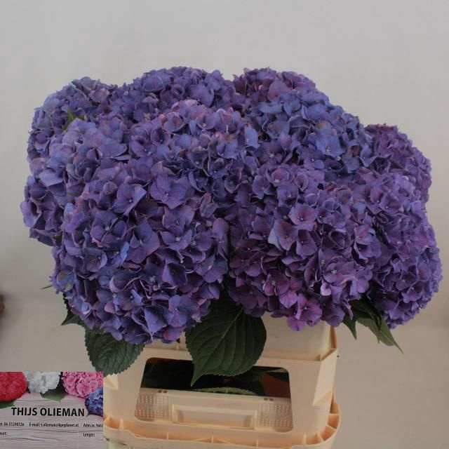 Hydrangea rodeo purple