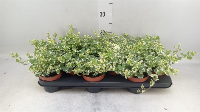 <h4>Nepeta   ...</h4>