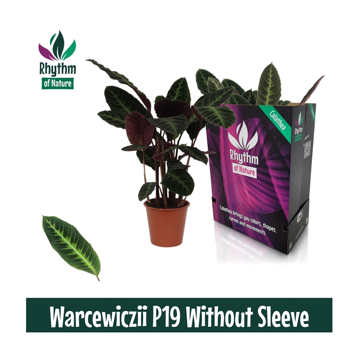 <h4>Calathea 19cm Warcewiczii Rhythm of Nature zonder hoes</h4>
