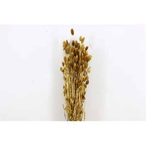 Dried Phalaris Gold Bunch Slv