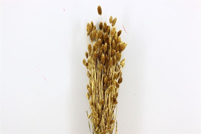 <h4>Dried Phalaris Gold Bunch Slv</h4>