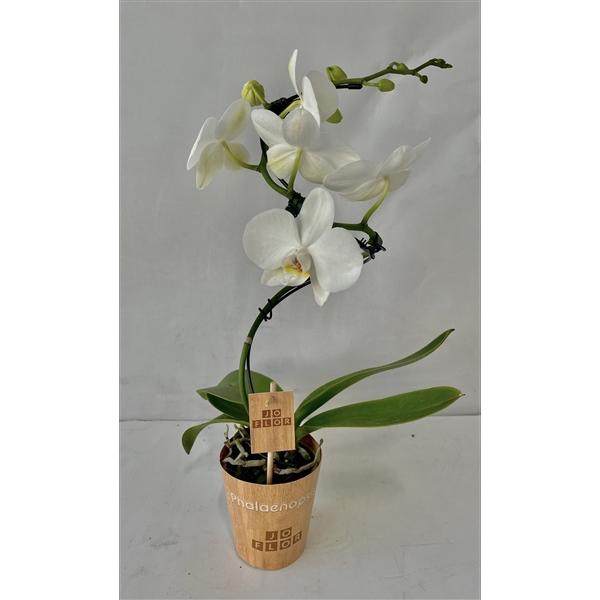 <h4>spiraal 9cm 1 tak</h4>